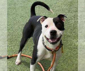 American Pit Bull Terrier Dogs for adoption in Camarillo, CA, USA