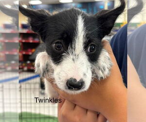Border Collie Dogs for adoption in Turlock, CA, USA