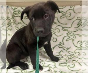 Labrador Retriever-Unknown Mix Dogs for adoption in HESPERIA, CA, USA