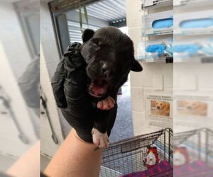 Doberman Pinscher Dogs for adoption in San Bernardino, CA, USA