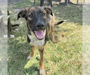 Mutt Dogs for adoption in Conroe, TX, USA