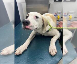 Labrador Retriever-Unknown Mix Dogs for adoption in Mobile, AL, USA