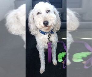 Goldendoodle (Miniature) Dogs for adoption in Fort Wayne, IN, USA