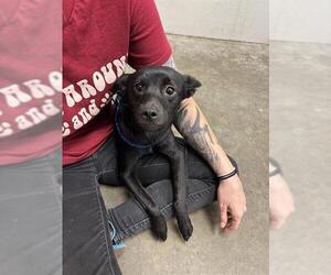 Labrador Retriever-Unknown Mix Dogs for adoption in Rosenberg, TX, USA