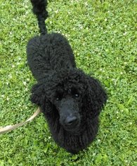 Poodle (Standard) Dogs for adoption in Batavia, NY, USA