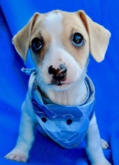 Jack-Rat Terrier Dogs for adoption in Corona Del Mar, CA, USA