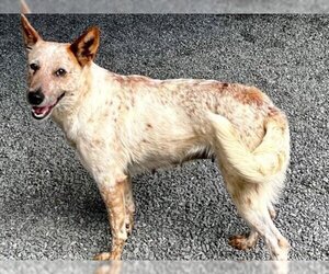 Australian Cattle Dog Dogs for adoption in Moreno Valley, CA, USA