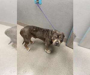 American Staffordshire Terrier-Unknown Mix Dogs for adoption in Las Vegas, NV, USA