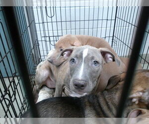 American Pit Bull Terrier-Unknown Mix Dogs for adoption in Oklahoma City, OK, USA