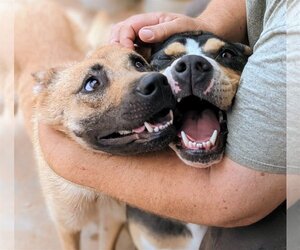 Mutt Dogs for adoption in Pena Blanca, NM, USA