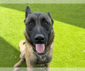 Mutt Dogs for adoption in Martinez, CA, USA