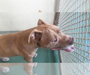 American Pit Bull Terrier-Unknown Mix Dogs for adoption in Palmetto, FL, USA