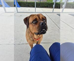 Rottweiler-Unknown Mix Dogs for adoption in Elk Grove, CA, USA