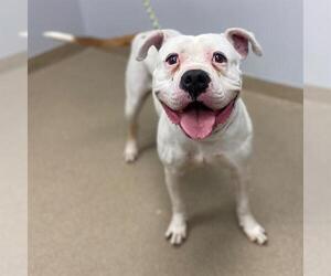 Bullypit Dogs for adoption in Aurora, CO, USA