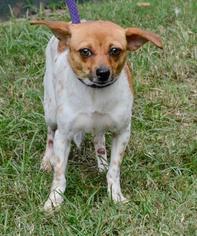 Chihuahua Dogs for adoption in Little Rock, AR, USA