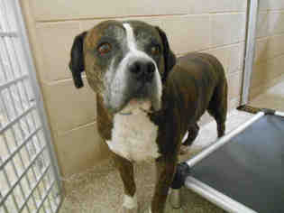 Boxer Dogs for adoption in Pueblo, CO, USA