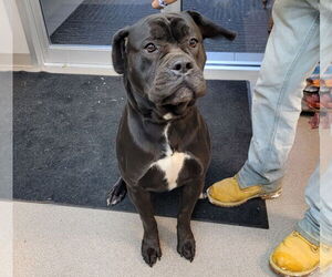 Mutt Dogs for adoption in La Porte, IN, USA