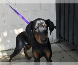 Doberman Pinscher Dogs for adoption in pomona, CA, USA
