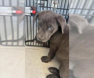 Labrador Retriever Dogs for adoption in Houston, TX, USA