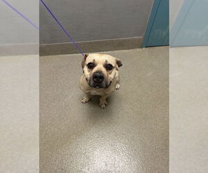 American Pit Bull Terrier-Unknown Mix Dogs for adoption in Las Vegas, NV, USA
