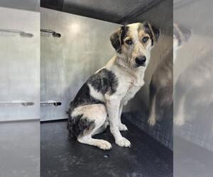 Catahoula Leopard Dog-Unknown Mix Dogs for adoption in San Antonio, TX, USA