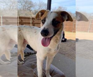Labrador Retriever Dogs for adoption in Flower Mound, TX, USA