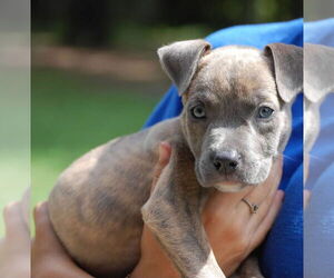 American Bulldog-Unknown Mix Dogs for adoption in Sanford, FL, USA