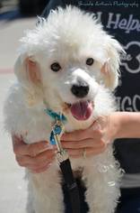 Small Poodle (Miniature) Mix