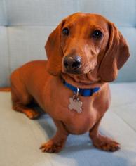 Dachshund Dogs for adoption in San Diego, CA, USA