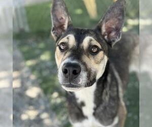 Australian Shepherd-Unknown Mix Dogs for adoption in San Diego, CA, USA