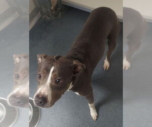American Pit Bull Terrier Dogs for adoption in Glen Allen, VA, USA