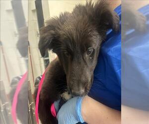 Labrador Retriever-Unknown Mix Dogs for adoption in San Bernardino, CA, USA