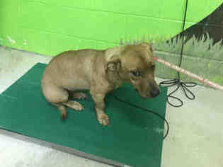 Basset Hound-Black Mouth Cur Mix Dogs for adoption in Green Cove Springs, FL, USA