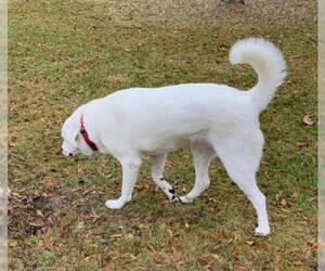 Great Pyrenees Dogs for adoption in Meridian, MS, USA