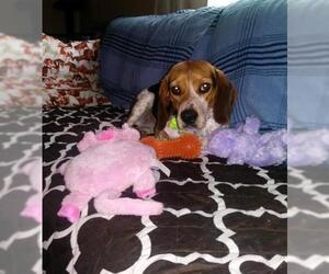 Beagle Dogs for adoption in Valparaiso, IN, USA