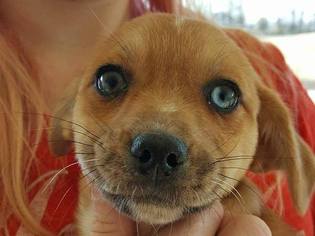 ShiChi Dogs for adoption in Cookeville, TN, USA