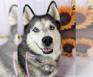 Siberian Husky Dogs for adoption in Henderson, NV, USA