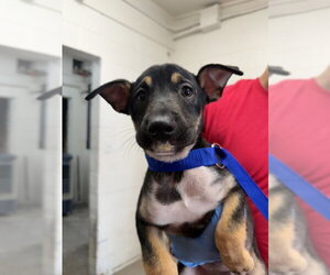 German Shepherd Dog-Unknown Mix Dogs for adoption in San Bernardino, CA, USA