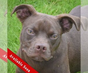 Boglen Terrier Dogs for adoption in Huntley, IL, USA