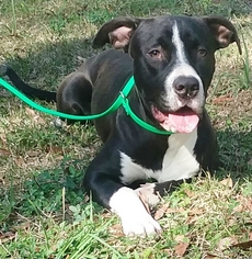 Unknown-Weimaraner Mix Dogs for adoption in DeLand, FL, USA