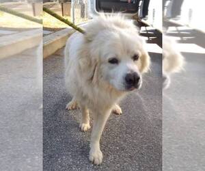 Great Pyrenees Dogs for adoption in Point Pleasant, PA, USA