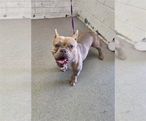 French Bulldog Dogs for adoption in San Bernardino, CA, USA