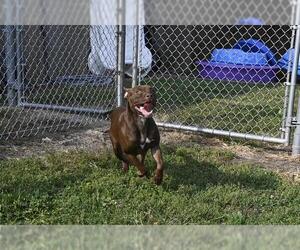 German Shorthaired Lab Dogs for adoption in Decatur, IL, USA