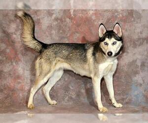 Siberian Husky Dogs for adoption in West Valley, UT, USA