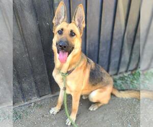 German Shepherd Dog Dogs for adoption in Long Beach, CA, USA