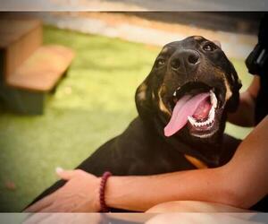 Mutt Dogs for adoption in Orlando, FL, USA