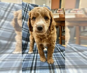 Goldendoodle Dogs for adoption in Herndon, VA, USA