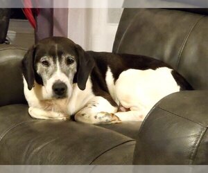 Bagle Hound Dogs for adoption in Mount Airy, NC, USA