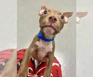 American Pit Bull Terrier Dogs for adoption in San Francisco, CA, USA