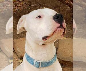 Dogo Argentino Dogs for adoption in Albuquerque, NM, USA